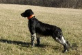 Setter Anglais AMBRE DES SABLES DE LA LOGNE Setter Anglais AMBRE DES SABLES DE LA LOGNE